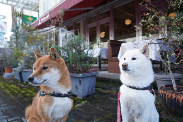 ペットとお出かけ♪~宇都宮街なかのカフェ・レストラン6選~