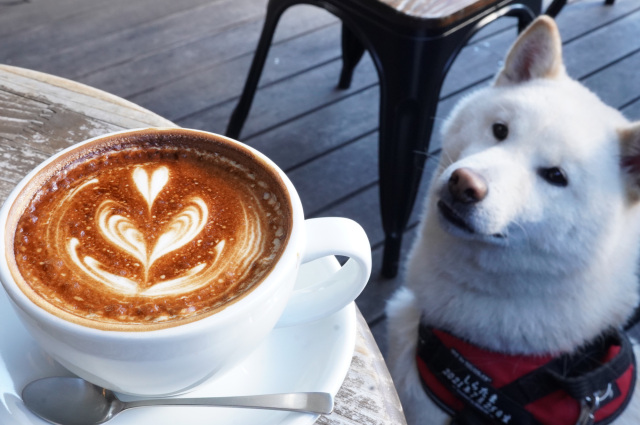 ペットとお出かけ♪~宇都宮郊外(JR宇都宮駅より東側)のカフェ・レストラン5選~