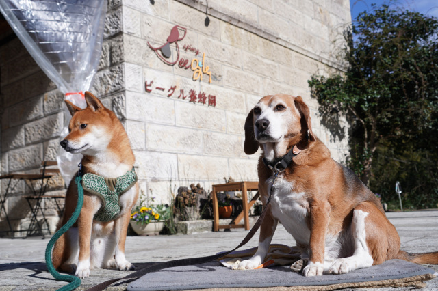 ペットとお出かけ♪～宇都宮郊外（JR宇都宮駅より北側）のカフェ・レストラン7選～