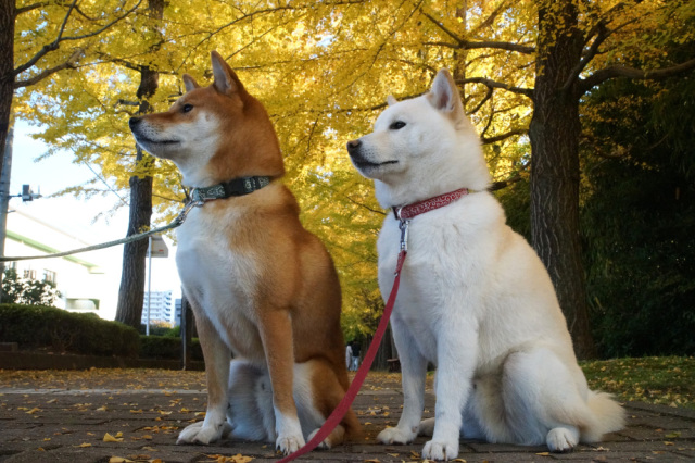 ペットとお出かけ♪～宇都宮の紅葉スポット6選～