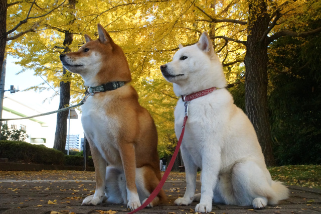 ペットとお出かけ♪～宇都宮の紅葉スポット6選～