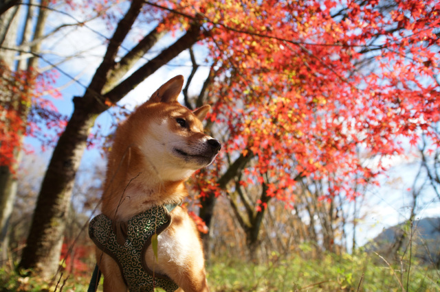 ペットとお出かけ♪～宇都宮の観光施設・公園6選～