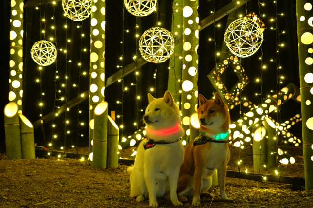 ペットとお出かけ♪~宇都宮のイルミネーション4選【2025年度版】~