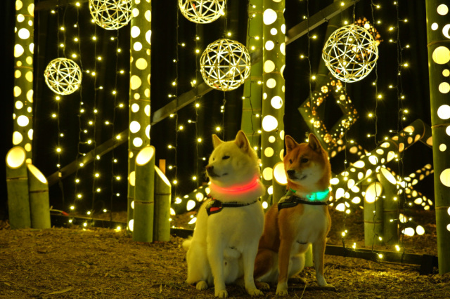 ペットとお出かけ♪～宇都宮のイルミネーション4選【2025年度版】～