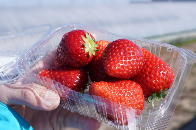朝摘みいちごをその日のうちに!宇都宮のいちご直売所7選