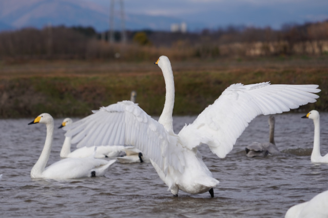 宇都宮観光コンベンション協会職員がおすすめする「ガイドブックに載っていない観光スポット」10選！