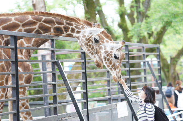 宇都宮動物園での餌やり