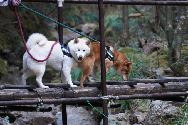 ペットとお出かけ♪～古賀志山にカタクリを見に行こう！～