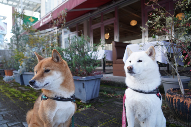 ペットとお出かけ♪~宇都宮街なかのカフェ・レストラン9選~