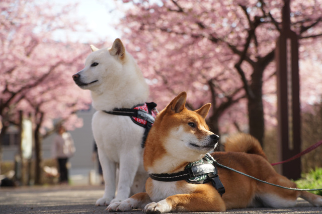 ペットとおでかけ♪~宇都宮の花見スポット9選【2026年版】~