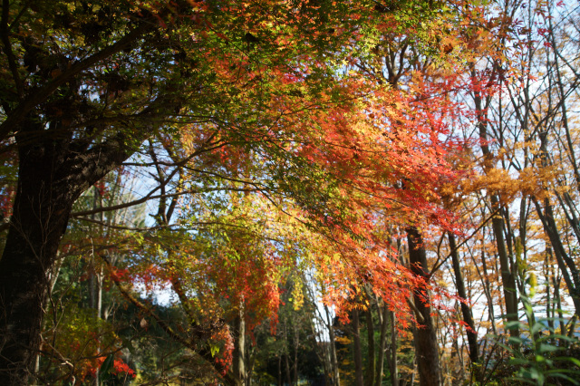 2026年宇都宮の紅葉情報