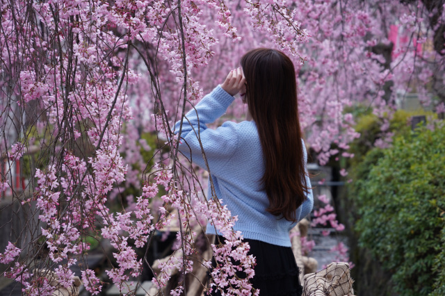 2026年 かまがわ川床桜まつり