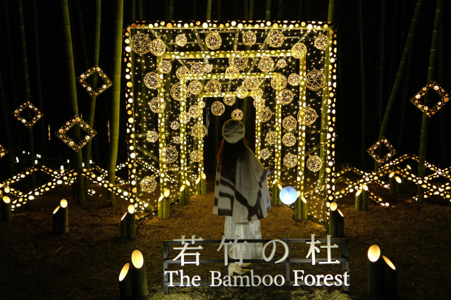 Bamboo Winter Lights 2025