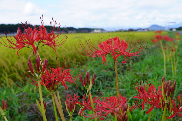 中岡本町の彼岸花ロード