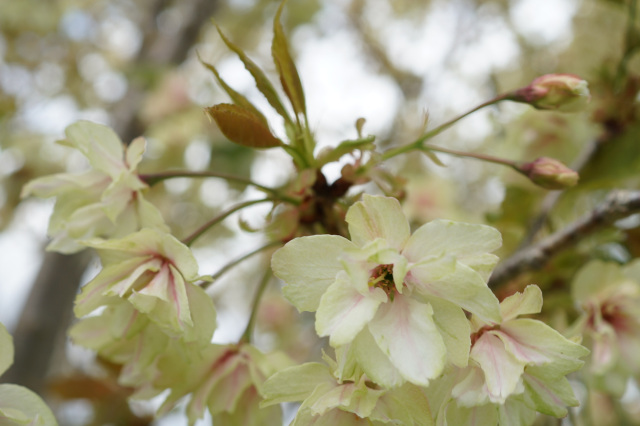 西鬼怒川沿いの黄桜