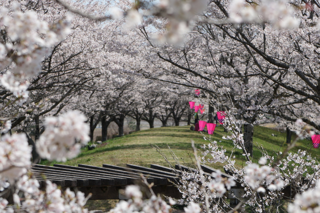 2026年　河内桜づつみの花見会