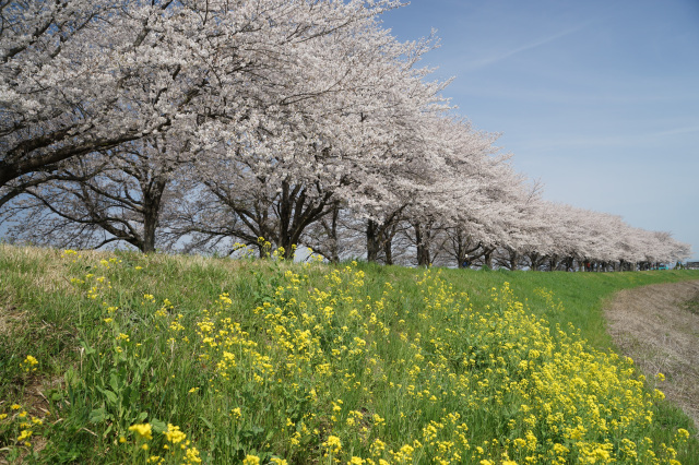 石井の桜づつみ