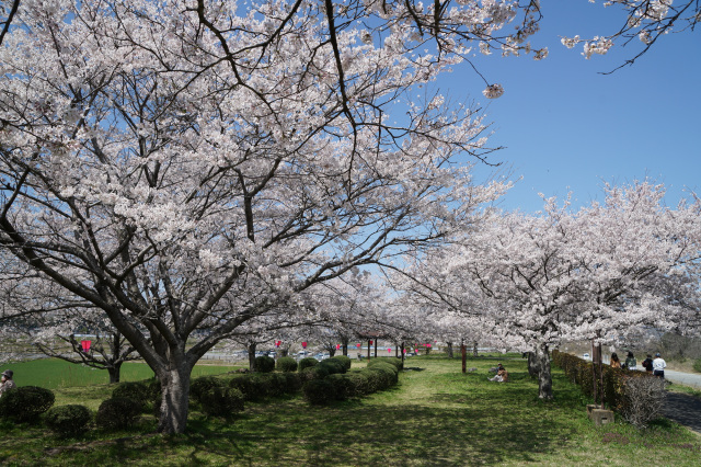 河内の桜づつみ