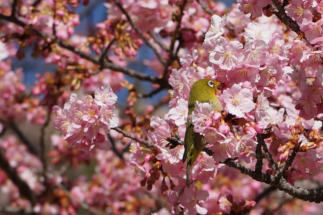 宇都宮城桜まつり（3月）