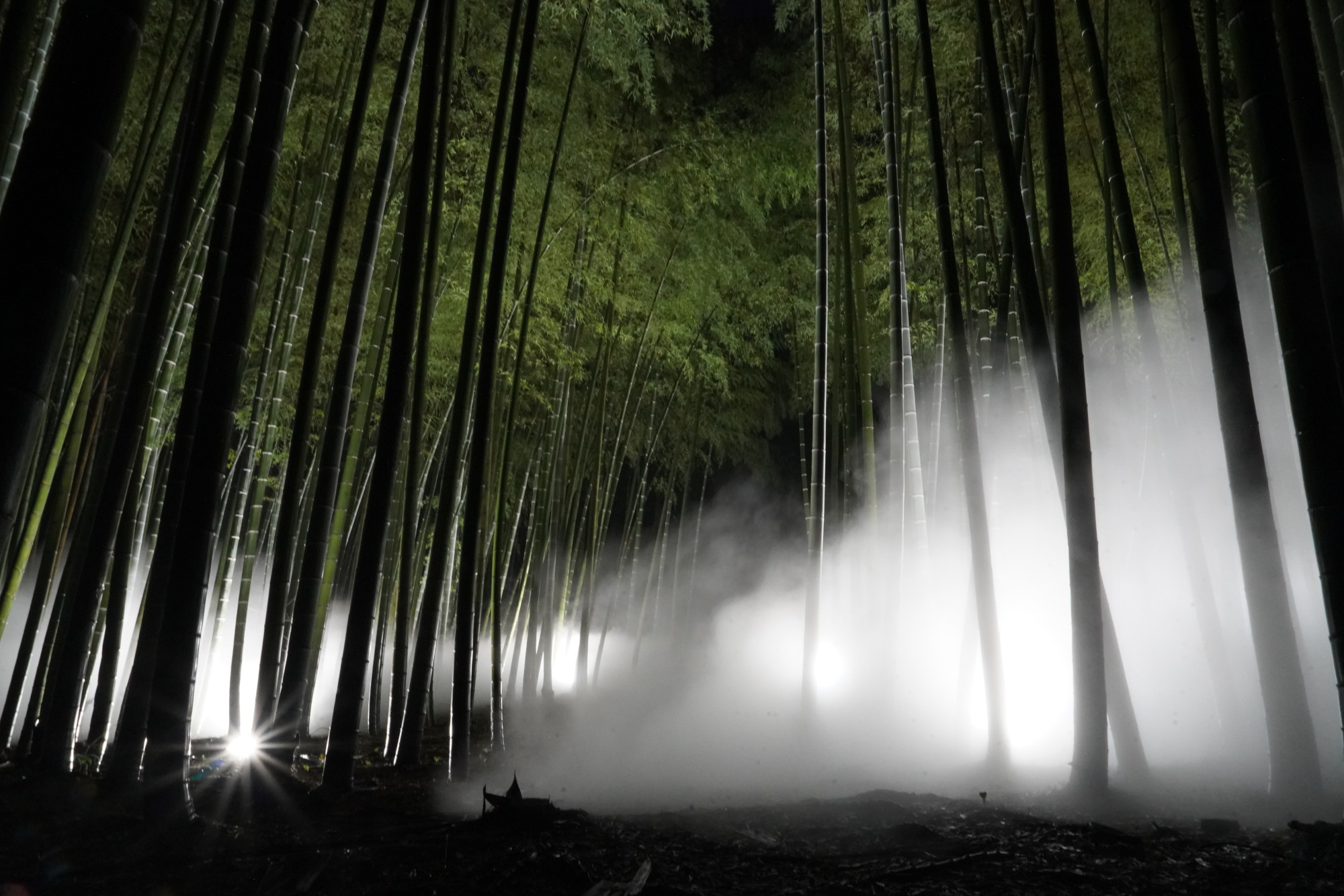 竹林に雲海が現れる幻想的な景観　週末はライトアップも