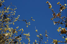ひと足早い春の訪れ　～羽黒山の蝋梅～