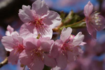 宇都宮城桜祭り