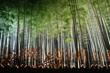 若竹の杜　若山農場　Bamboo Winter Lights