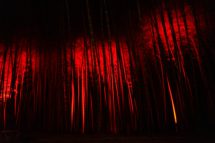 若竹の杜　若山農場「Bamboo Winter Lights」