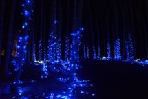 若竹の杜　若山農場「Bamboo Winter Lights」