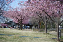 宇都宮城桜まつり