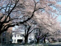 新川の桜並木