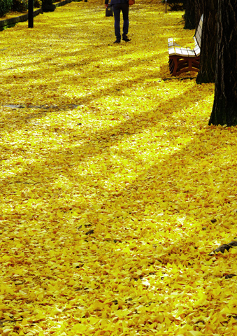 「yellow carpet」　宇都宮市　横山 文男さん